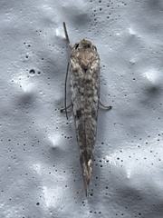 Gelechioidea