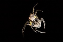 Araneidae