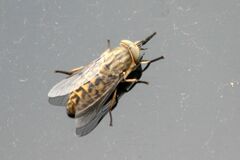 Tabanus bromius