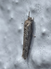 Gelechioidea