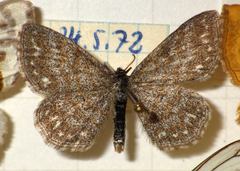 Scopula immorata