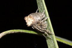 Araneidae