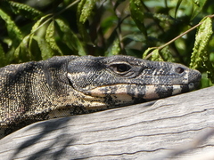 Varanus varius