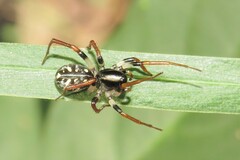 Zodariidae