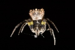 Araneidae