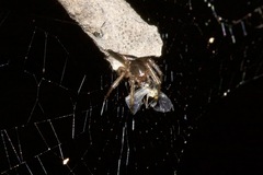 Phonognatha graeffei