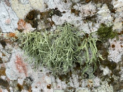 Ramalina