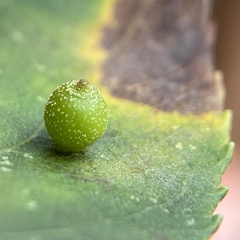 Caryomyia viscidolium