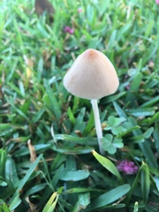 Conocybe apala albipes