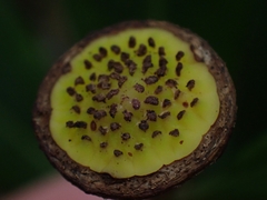 Eupomatia bennettii