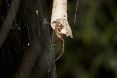 Phonognatha graeffei