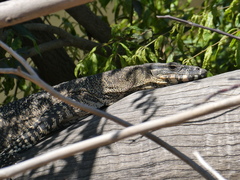 Varanus varius