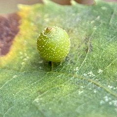 Caryomyia viscidolium