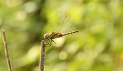 Urothemis signata