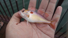 Nemipterus japonicus