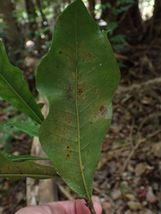 Eupomatia bennettii