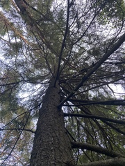 Picea × fennica