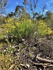 Senecio pinnatifolius