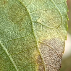 Caryomyia viscidolium