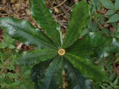 Eupomatia bennettii