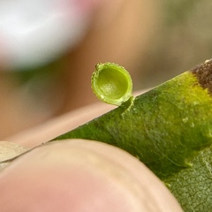 Caryomyia viscidolium