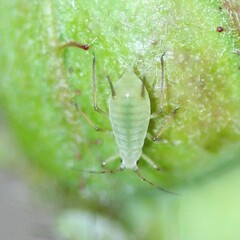 Macrosiphum rosae