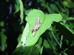 Xenocatantops humilis