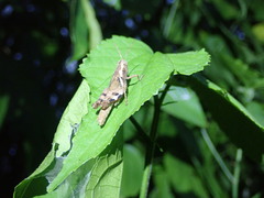 Xenocatantops humilis