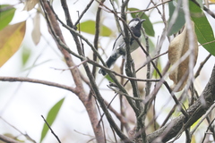Parus minor