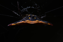 Gasteracantha quadrispinosa
