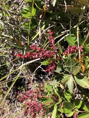 Pieris japonica taiwanensis