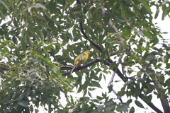 Pericrocotus speciosus