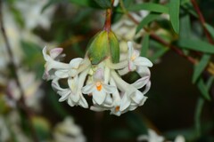 Pimelea stricta