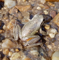 Litoria paraewingi