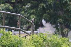 Gracupica nigricollis