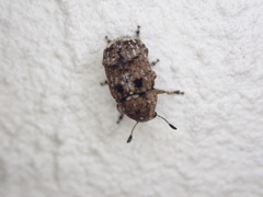 Anthribinae