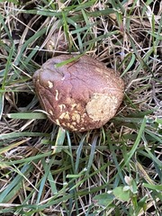 Calvatia craniiformis