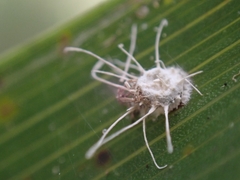 Gibellula