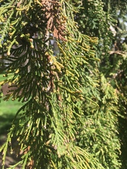 Cupressoideae