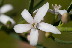 Philotheca queenslandica
