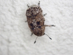 Anthribinae