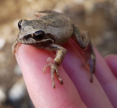 Litoria paraewingi
