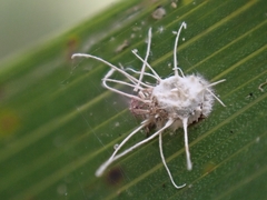 Gibellula