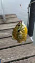 Lepomis gibbosus × macrochirus