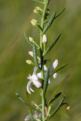 Philotheca queenslandica