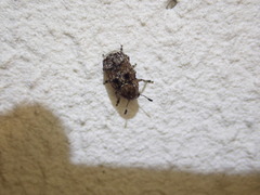Anthribinae