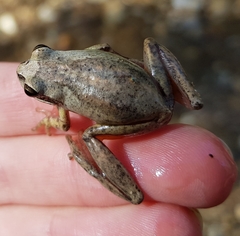 Litoria paraewingi