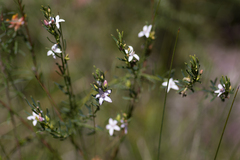 Philotheca queenslandica