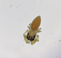 Salticidae