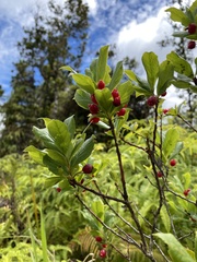 Vaccinium calycinum